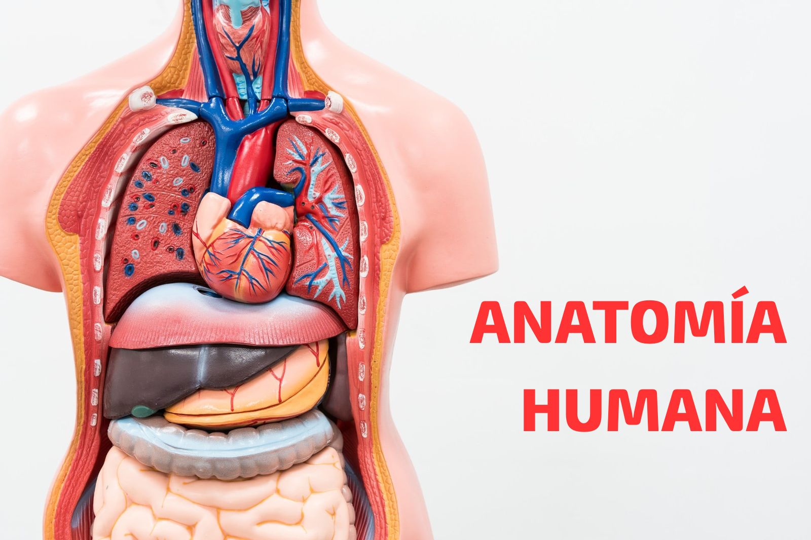 bienvenido a anatomia humana